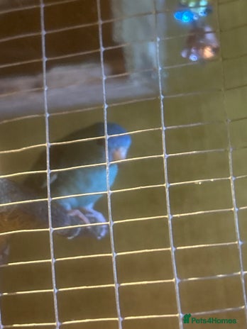Parakeets birds - Advert 1