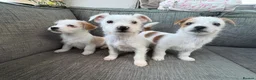 Mixed Breed dogs for sale: Jack Russel terriers  - Advert 6
