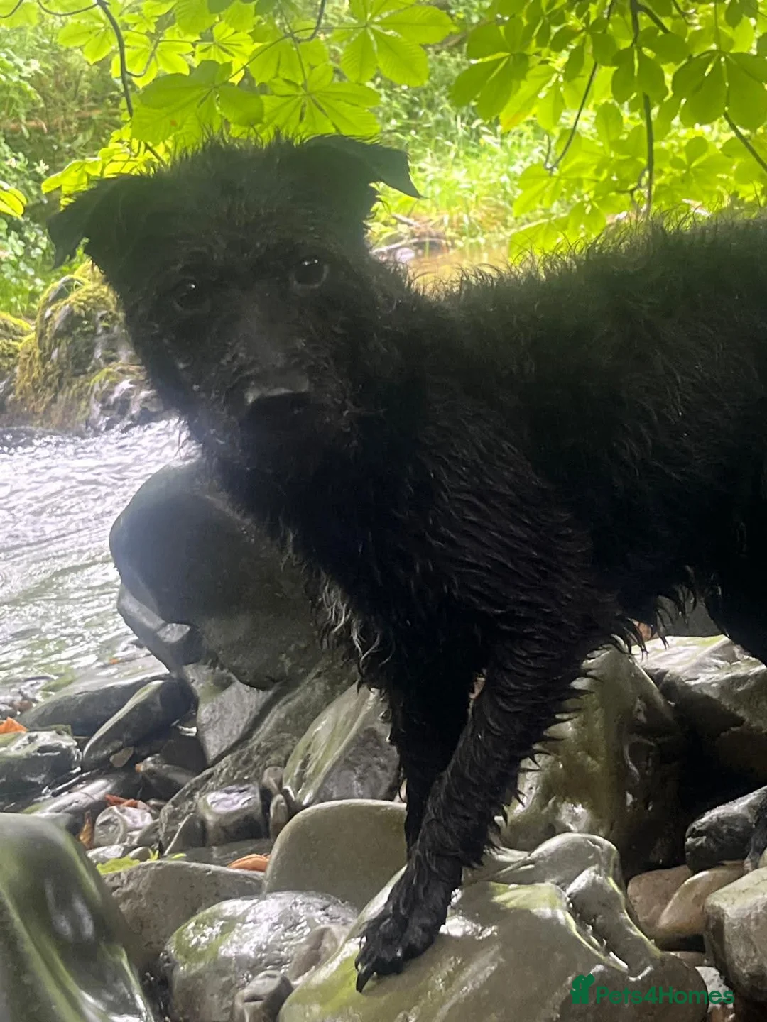 Patterdale Terrier dogs for sale: 3 Patterdale puppies for sale. in Kendal - Advert 12