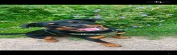Rottweiler dogs for sale: Rottweiler puppies - Advert 4