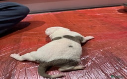 Mixed Breed dogs for sale: Staffy x shar pei female pups 3 - Image 7