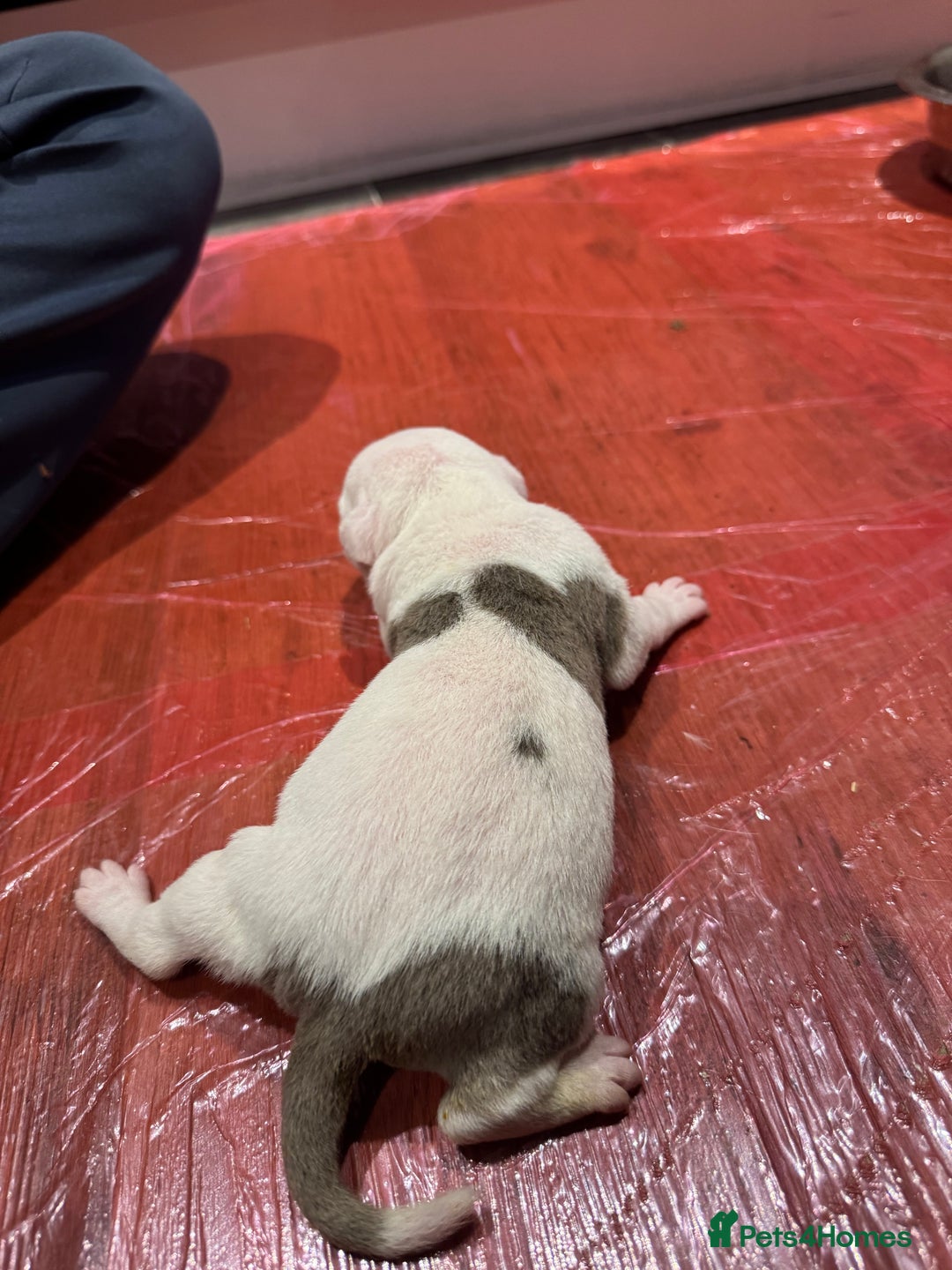 Mixed Breed dogs for sale: Staffy x shar pei female pups 3 - Image 7