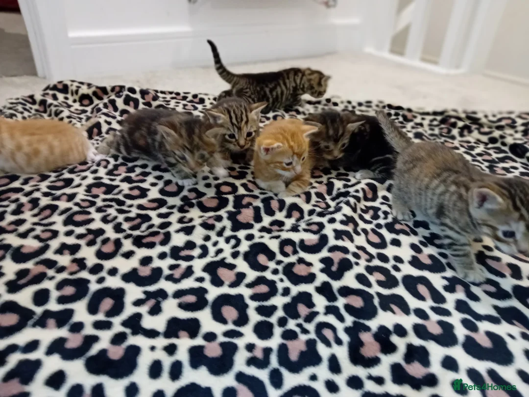 Bengal cats for sale: Bengal Kittens - Advert 9