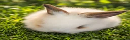Lionhead rabbits for sale: Beautiful Lionhead Babies  - Advert 5
