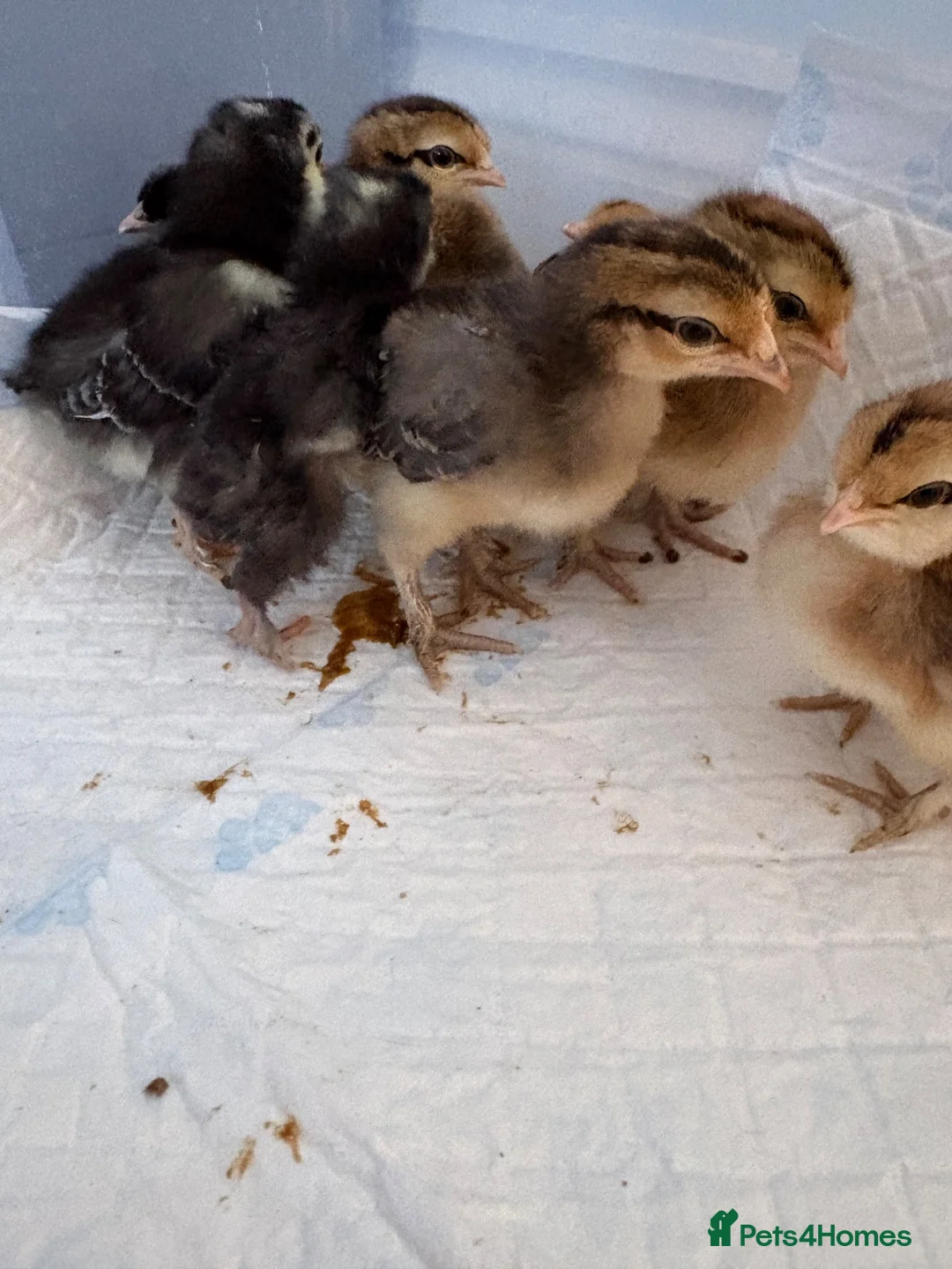 Chickens poultry for sale: Mixed breed chicks for sale  - Advert 2