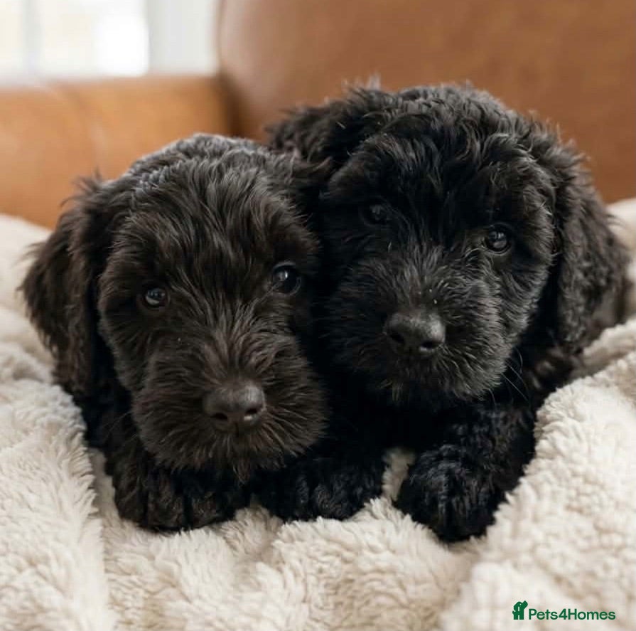 Schnoodle dogs BLUE Schnoodle Puppies 🐾 - Advert 4