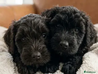 Schnoodle dogs BLUE Schnoodle Puppies 🐾 - Advert 4