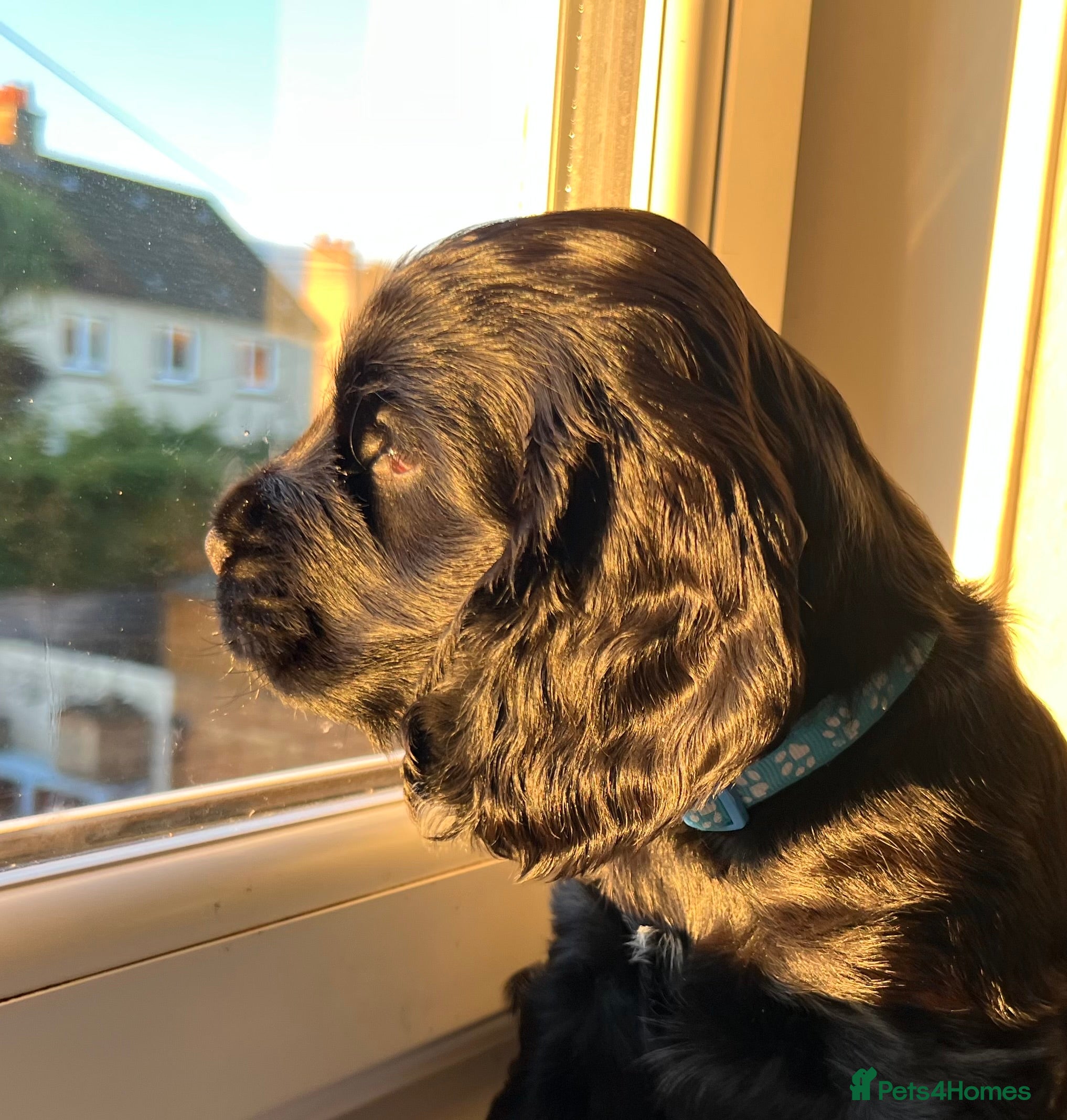 Cocker Spaniel dogs Show-Quality Cocker Spaniel Puppies  - Advert 13