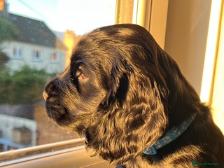 Cocker Spaniel dogs Show-Quality Cocker Spaniel Puppies - Advert 13