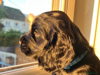 Cocker Spaniel dogs Show-Quality Cocker Spaniel Puppies - Advert 3