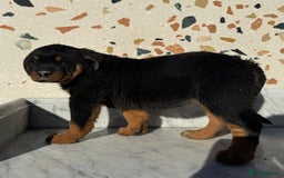 Rottweiler dogs for sale: Stunning chunky Rottweiler puppies - Image 18