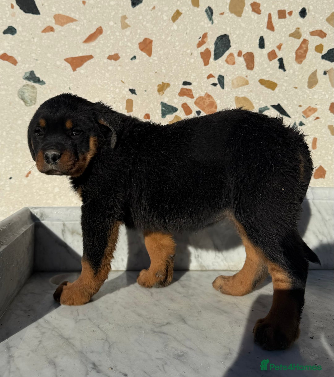 Rottweiler dogs for sale: Stunning chunky Rottweiler puppies - Image 18