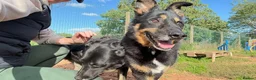 Mixed Breed dogs for adoption: Meet Azra and Vucko,currently residing in Cheshire in Nantwich - Advert 6