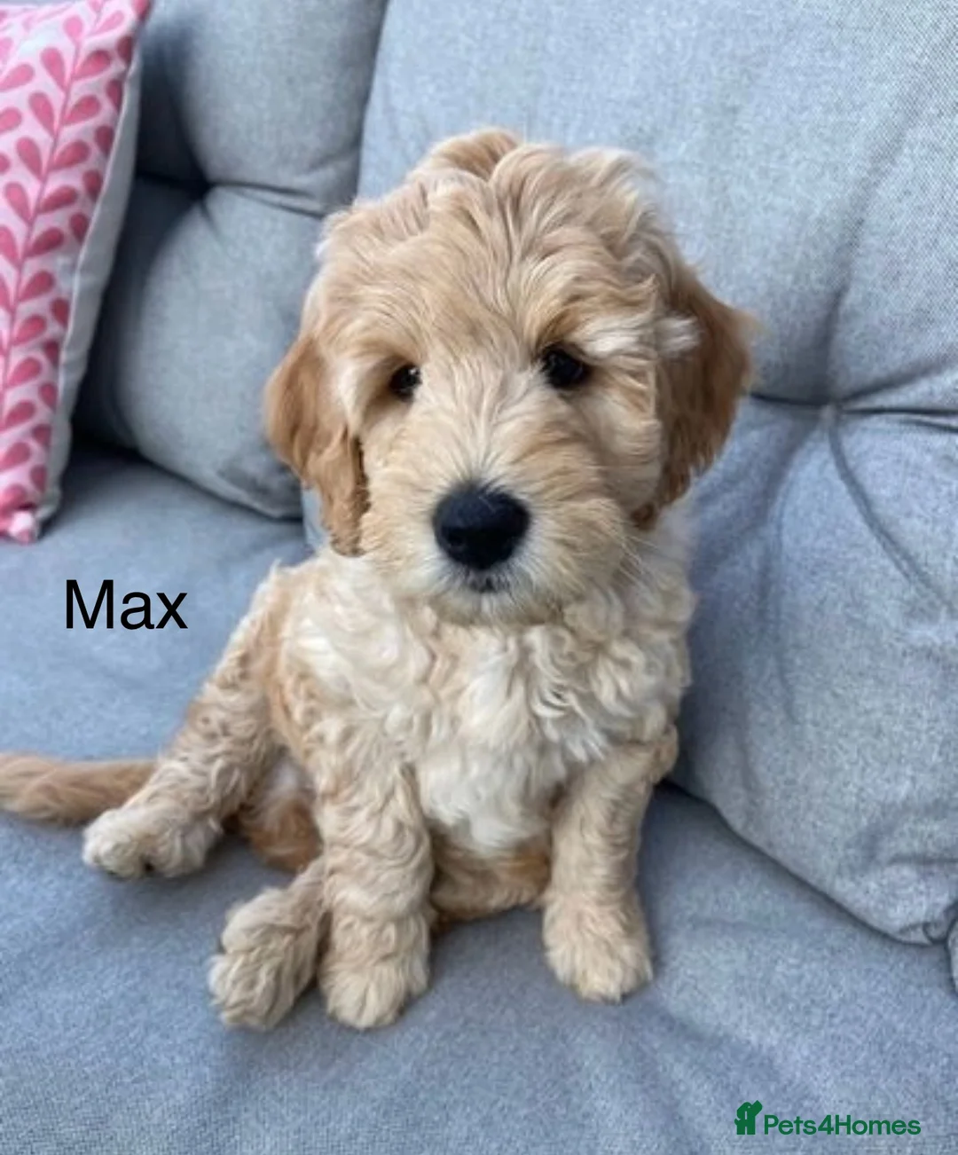 Labradoodle dogs for stud: Australian Labradoodle Stud (Health Tested) in Great Yarmouth - Advert 33