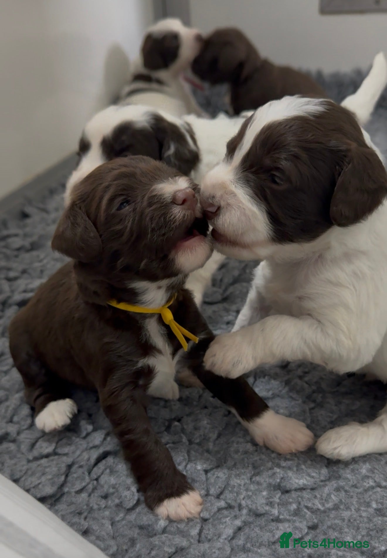 Mixed Breed dogs Miniature Mega Coat Schnockerpoo - Advert 6