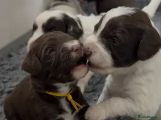 Mixed Breed dogs Miniature Mega Coat Schnockerpoo - Advert 15