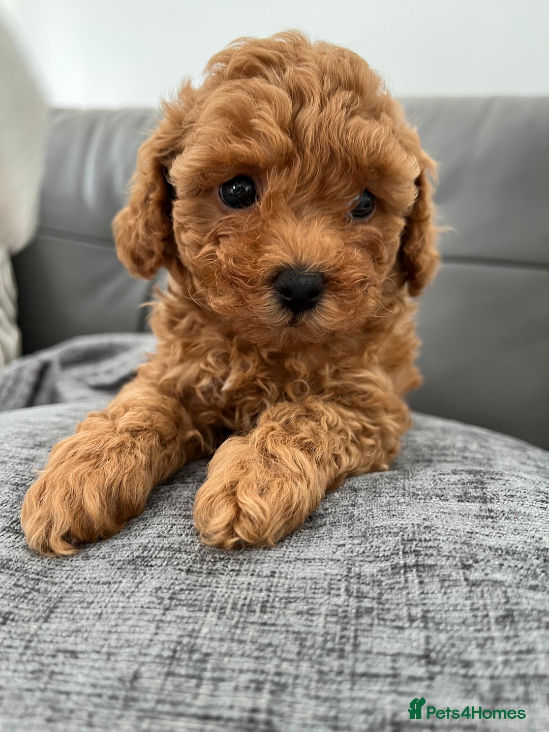 Poochon dogs for sale: 1 female red Poochon puppy  - Image 4