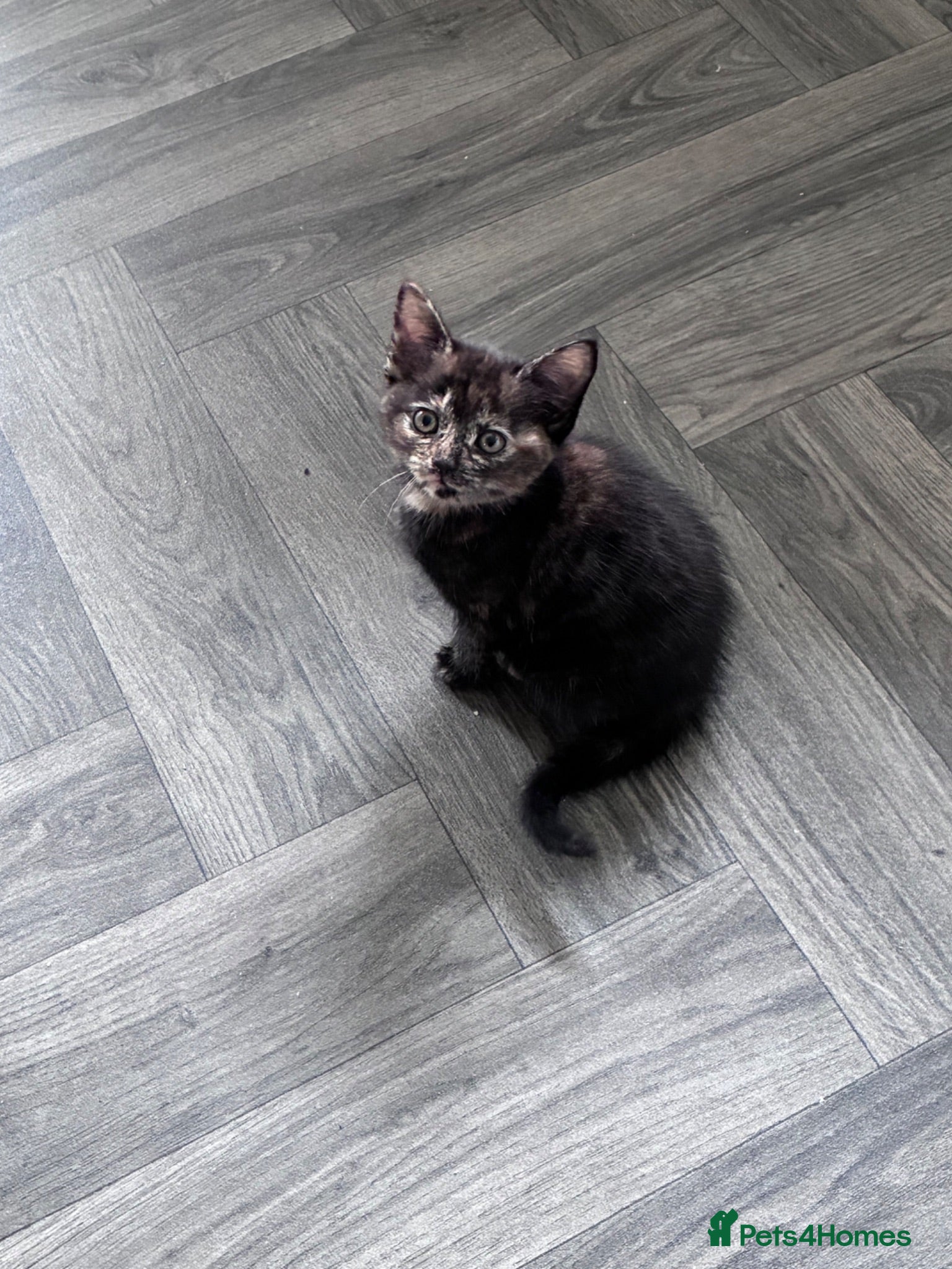 Maine Coon cats READY TO GO Maine coon x last female kitten - Advert 3