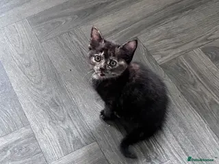 Maine Coon cats READY TO GO Maine coon x last female kitten - Advert 3