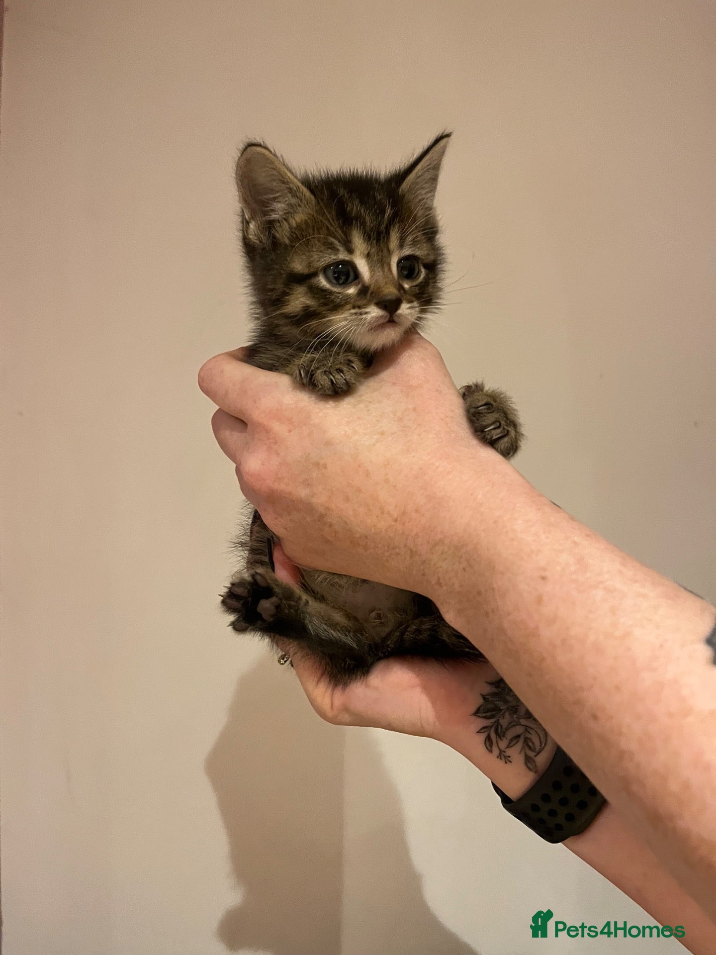 American Shorthair cats 6 beautiful kittens!! - Advert 1