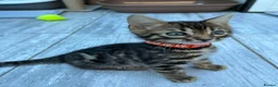 Bengal cats for sale: ❤️ Stunning Pure Bengal Kittens ❤️ - Advert 23