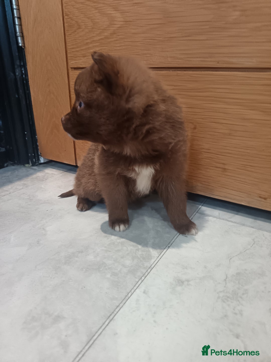 Pomsky dogs for sale: Amazing puppys - Advert 11