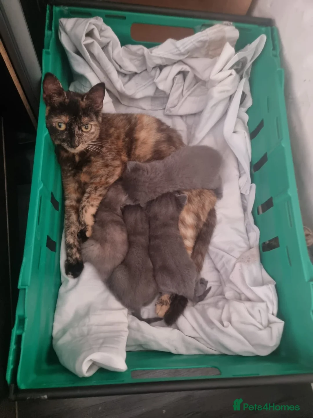 Mixed Breed cats for sale: Grey Kittens  in Westerham - Advert 5