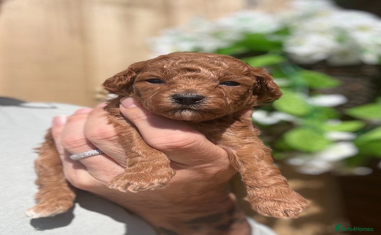 Toy Poodle dogs - Advert 6