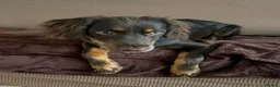 Mixed Breed dogs for sale: BEAUTIFUL BORDER COLLIE X COCKER SPANIEL  - Advert 7