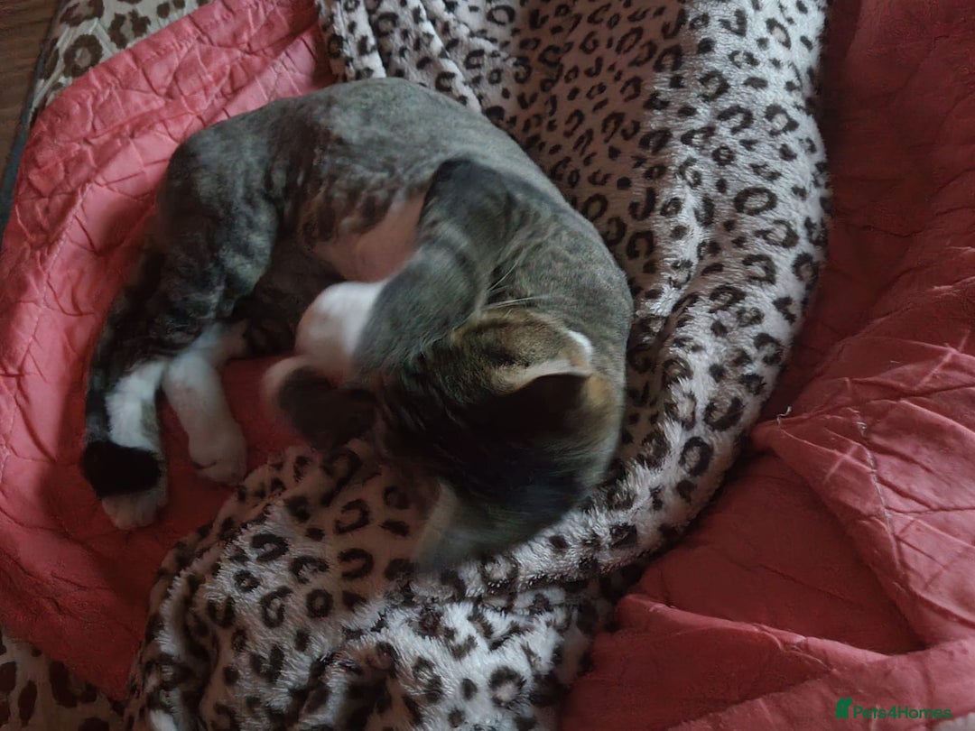 Mixed Breed cats for adoption: TOM -a friendly & proud boy- needs a Loving Home - Image 40