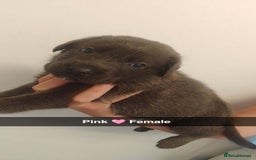 Mixed Breed dogs for sale: 9 German corso puppies  - Image 1