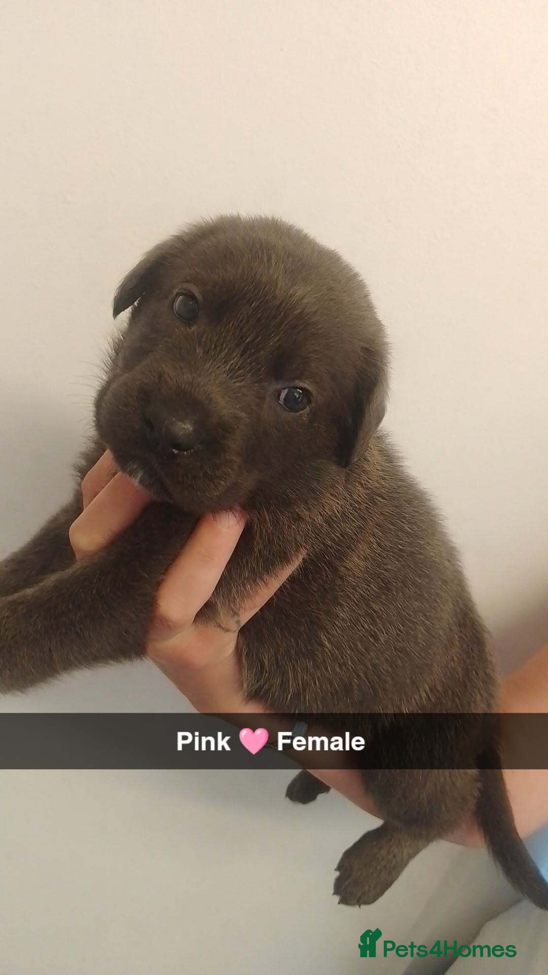 Mixed Breed dogs for sale: 9 German corso puppies  - Image 1