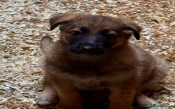 German Shepherd dogs for sale: 4 stunning german Shepherd pups. Very chunky.  - Image 14