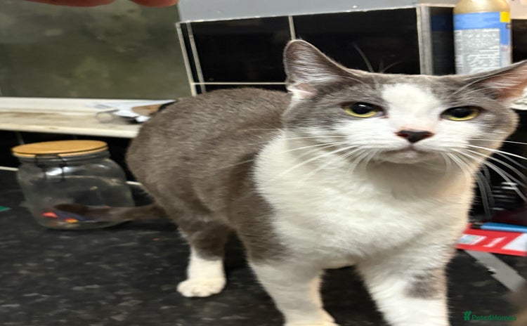 Mixed Breed cats - Advert 1