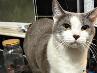 Mixed Breed cats - Advert 1