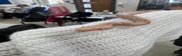 Boa Snake reptiles for sale: Common boas for sale  in Birmingham - Advert 7