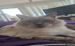 Ragdoll cats for sale: Ragrex kittens for sale  - Image 13