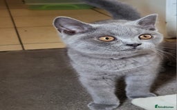 British Shorthair cats for sale: British short-hair  - Image 1
