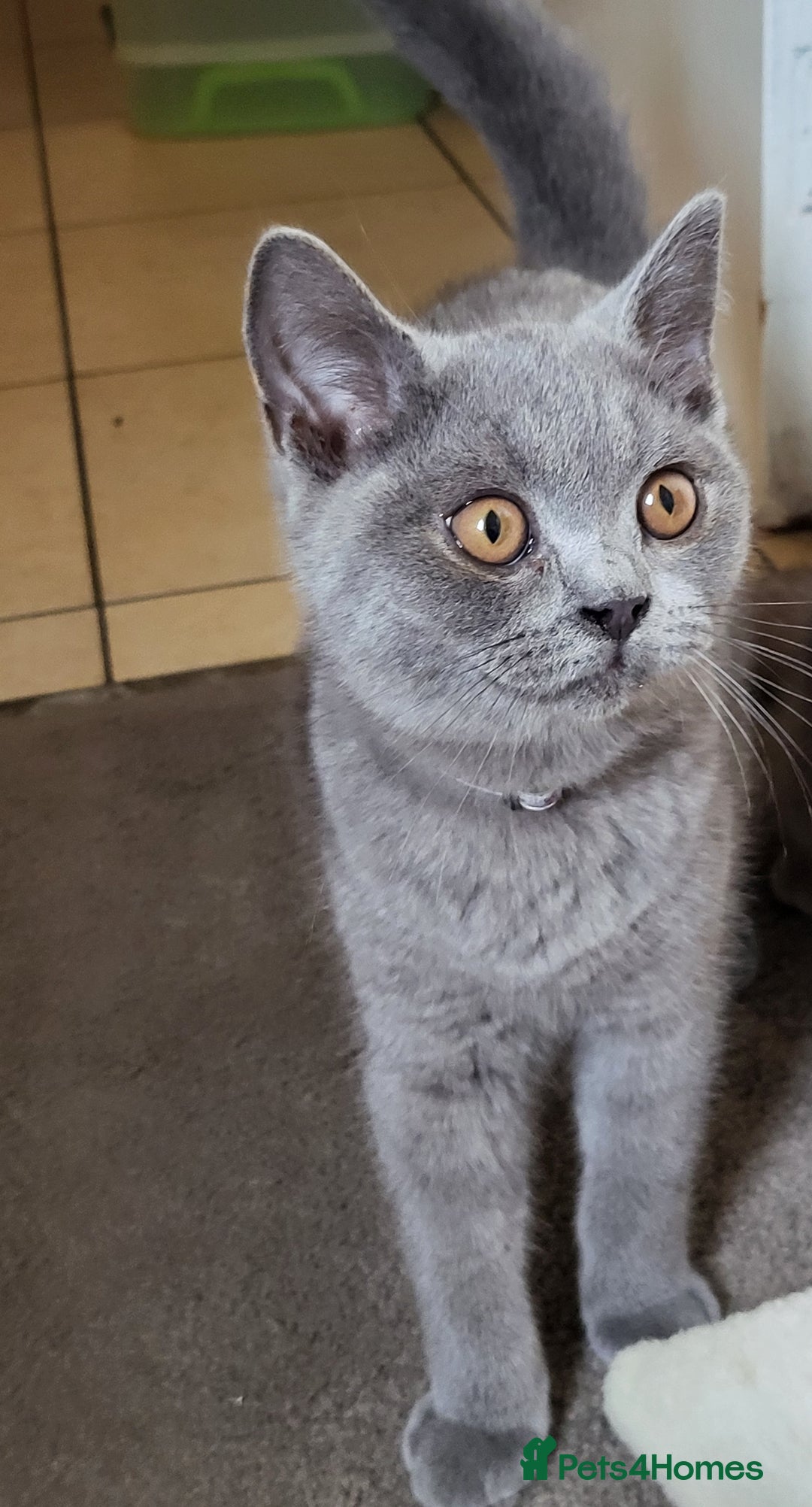 British Shorthair cats for sale: British short-hair  - Image 1