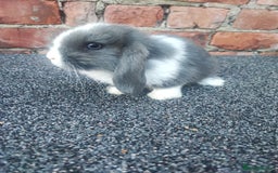 Mini Lop rabbits for sale: Baby mini lop bunnies - Image 7