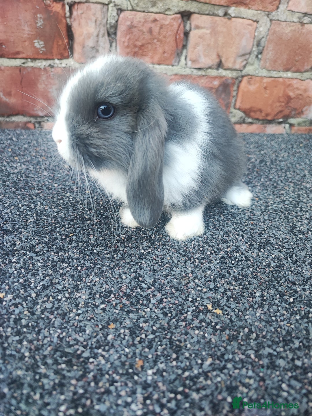 Mini Lop rabbits for sale: Baby mini lop bunnies - Image 7