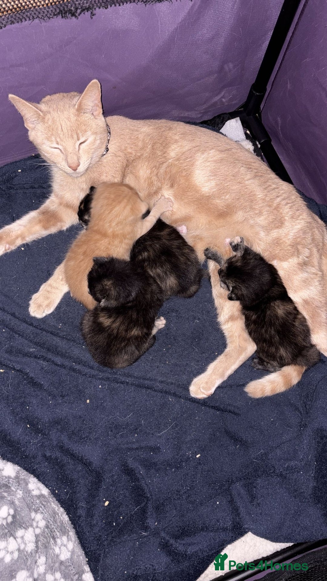 Domestic Shorthair cats for sale: Two kittens for sale - Advert 1