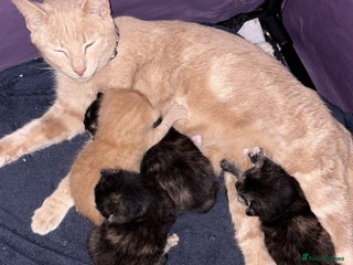 Domestic Shorthair cats Two kittens for sale - Advert 1