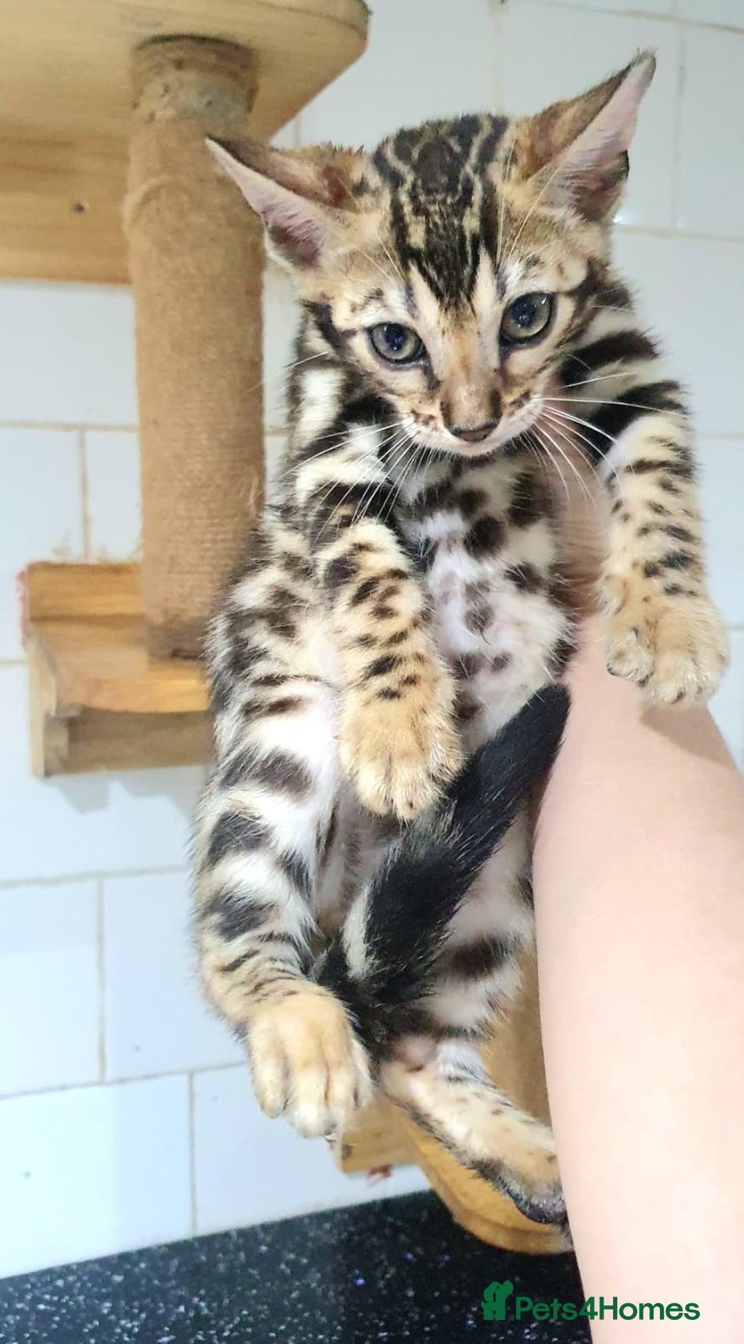 Bengal cats for sale: 🔥✨Pedigree TICA-Registered Bengals - Advert 13