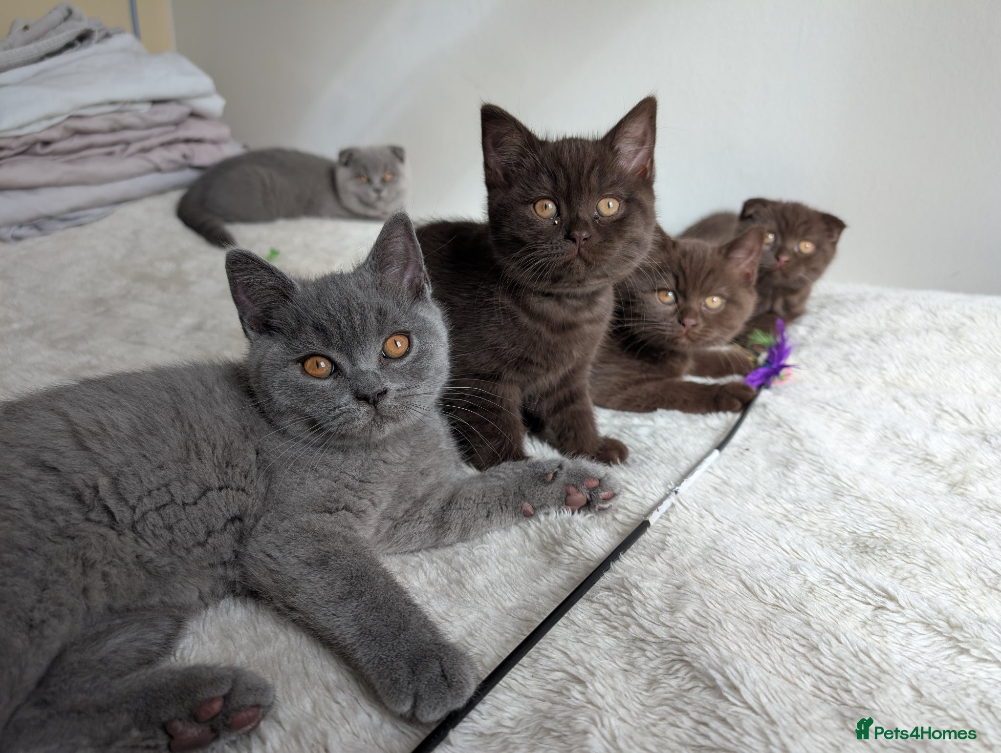 Mixed Breed cats Beautiful brown kittens ✨😻 - Advert 2