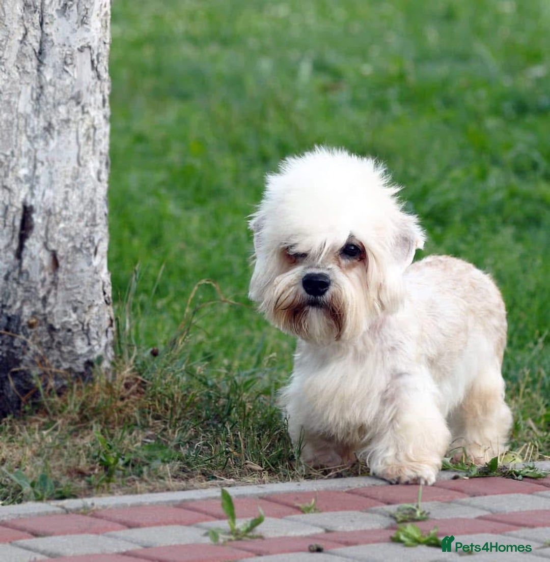 Dandie Dinmont Terrier dogs for sale: Dandie Dinmont terrier male puppy - Advert 1