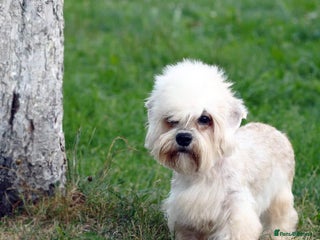 Dandie Dinmont Terrier dogs Dandie Dinmont terrier male puppy - Advert 2