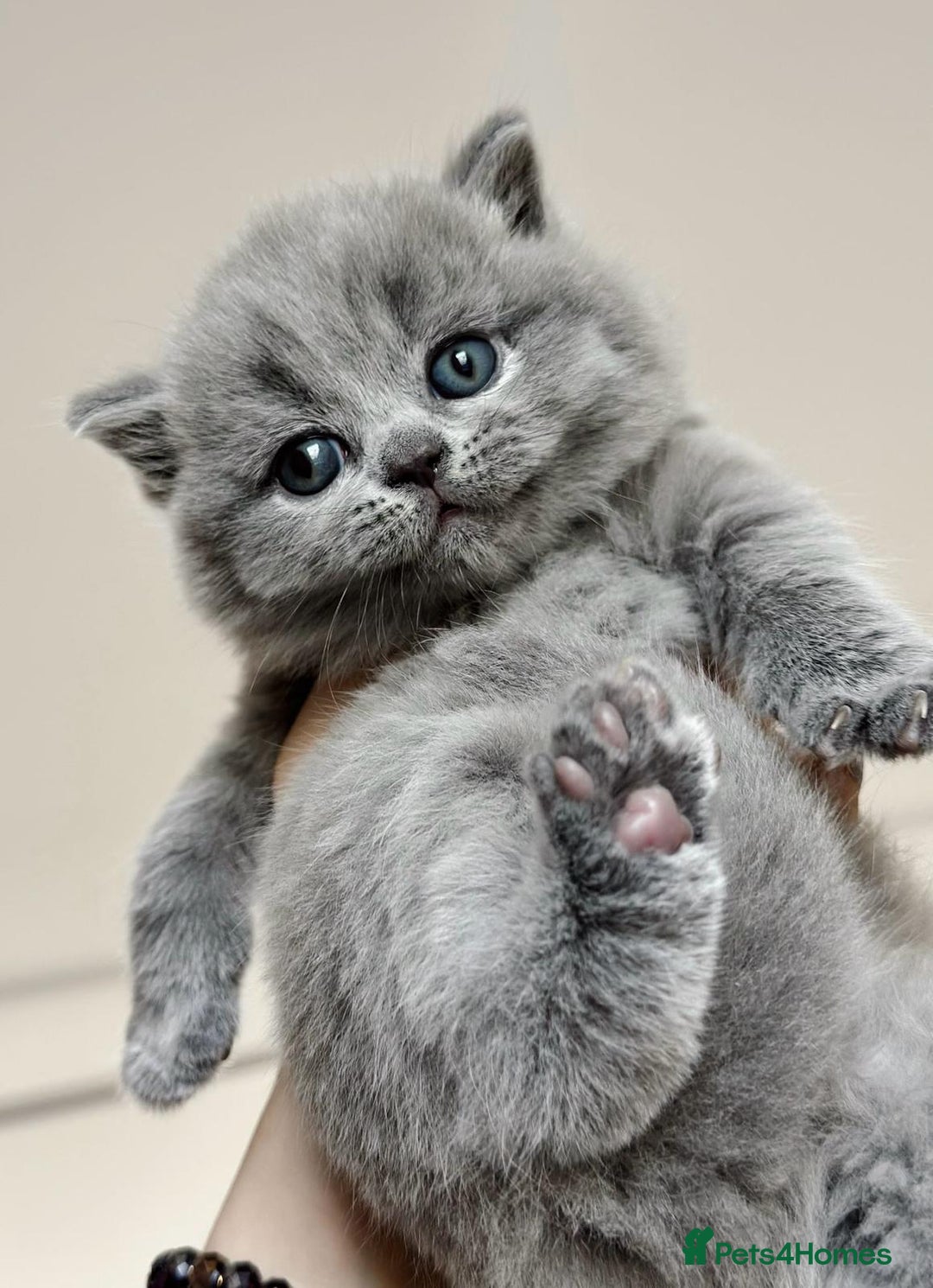 British Shorthair cats for stud: Champion GCCF British shorthair stud in Derby - Advert 6
