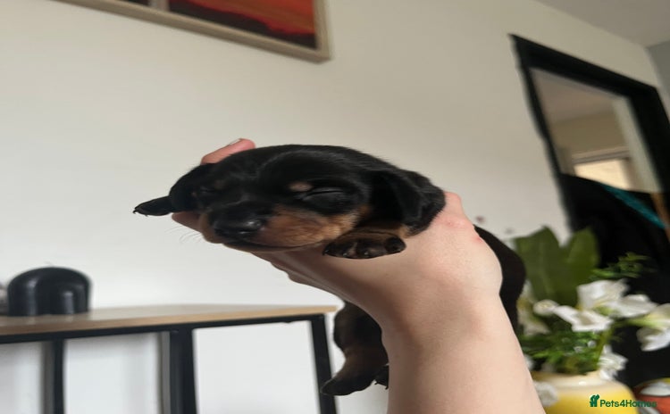 Miniature Dachshund dogs - Advert 15