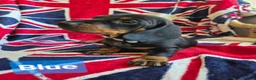 Miniature Dachshund dogs for sale: 🐾 Beautiful Miniature Dachshund Puppies 🐾 - Advert 5